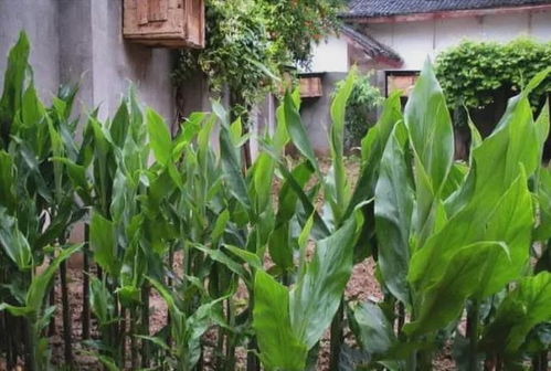 田間珍寶 地上酷似生姜、營養堪比人參的野生野菜