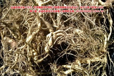 益盛藥業萬畝農田種植人參遇干旱仍增產，西洋參成亮點
