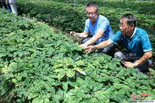 山東榮成西洋參產業發展迎來專家把脈 黑參產品成創新突破口