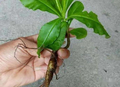 鄉野奇珍 德慶“土人參”的逆襲，從山間野菜到致富金苗
