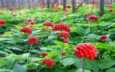 人參與西洋參種植的關(guān)鍵注意事項(xiàng)